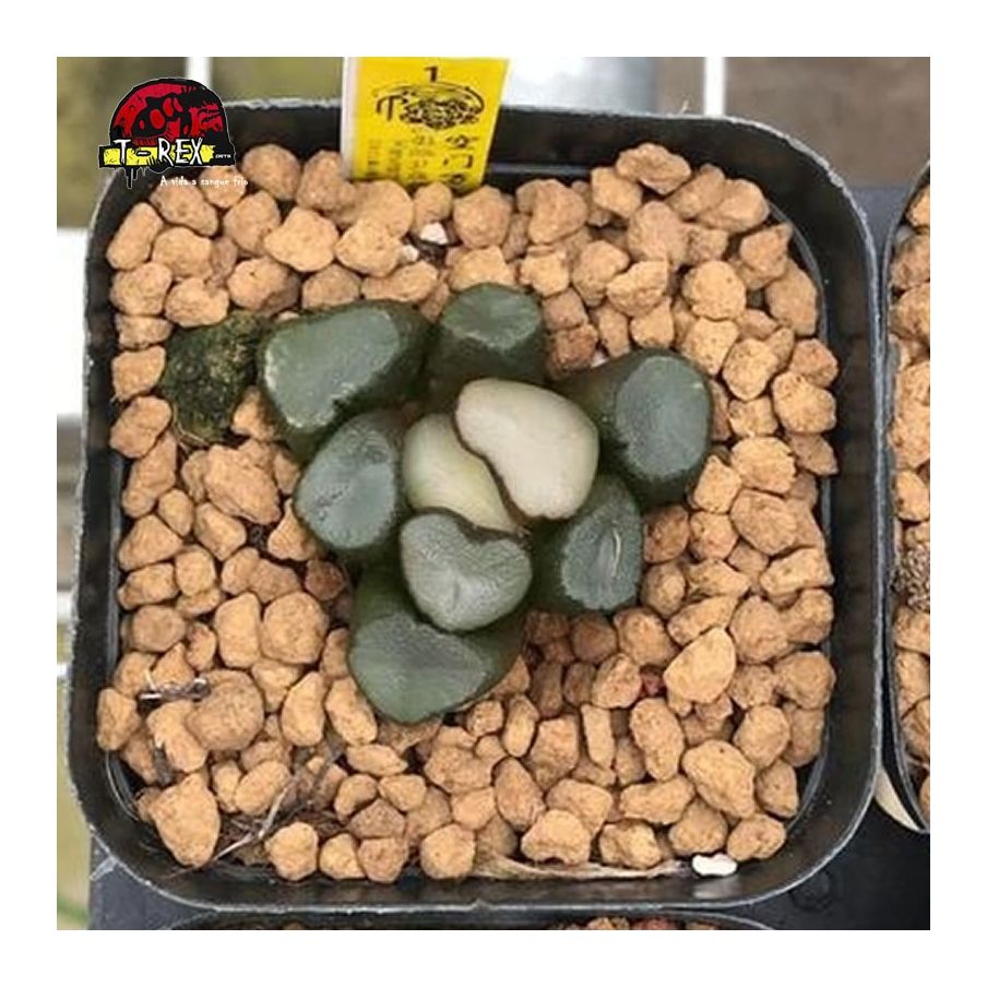 comprar muda de suculenta rara maughanii Budismo