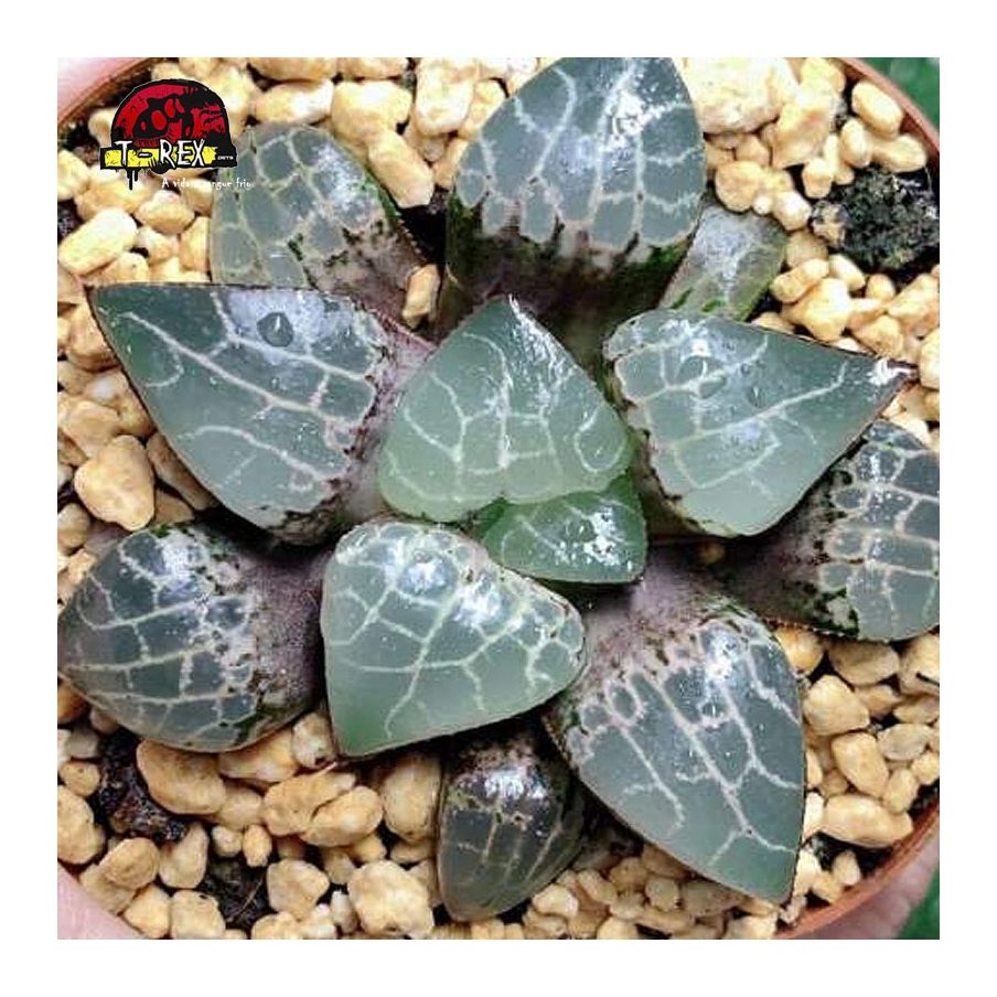 aonde comprar muda rara de suculenta Haworthia