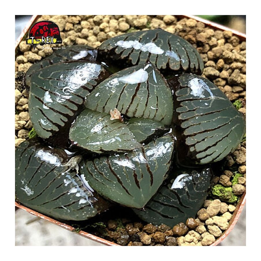 comprar suculenta rara springbokvlakensis híbrido