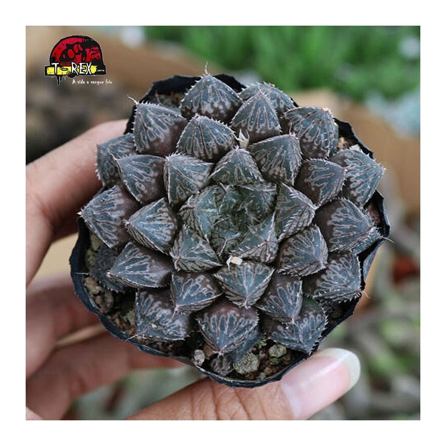 comprar suculenta  Mirror liliaceae