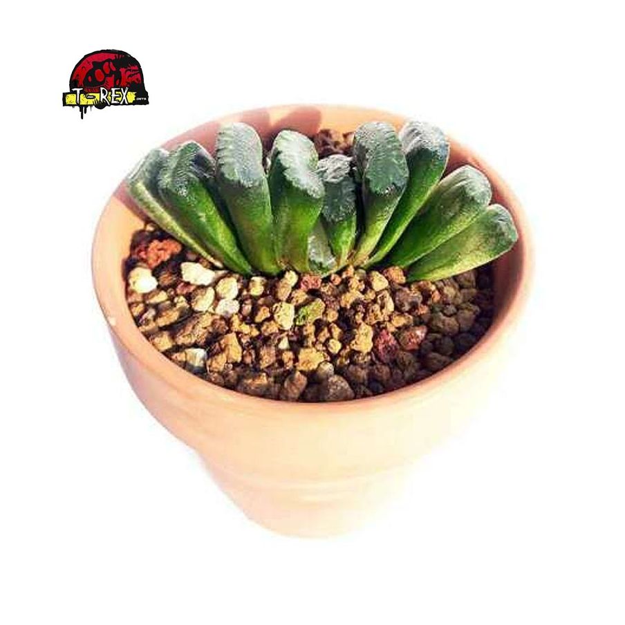 suculenta rara aonde comprar truncata monstros