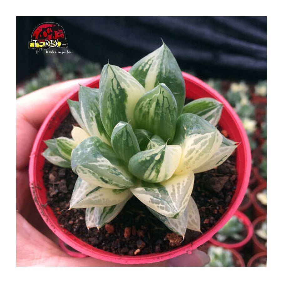 comprar suculenta rara haworthia cuspidata