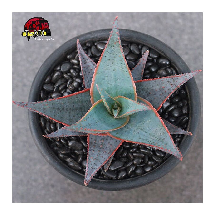 comprar suculenta rara Aloe Blue Elf híbrido