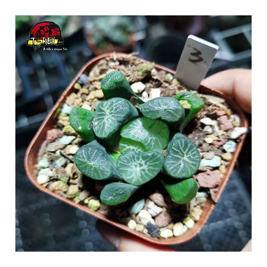 comprar suculenta rara shirotae maughanii