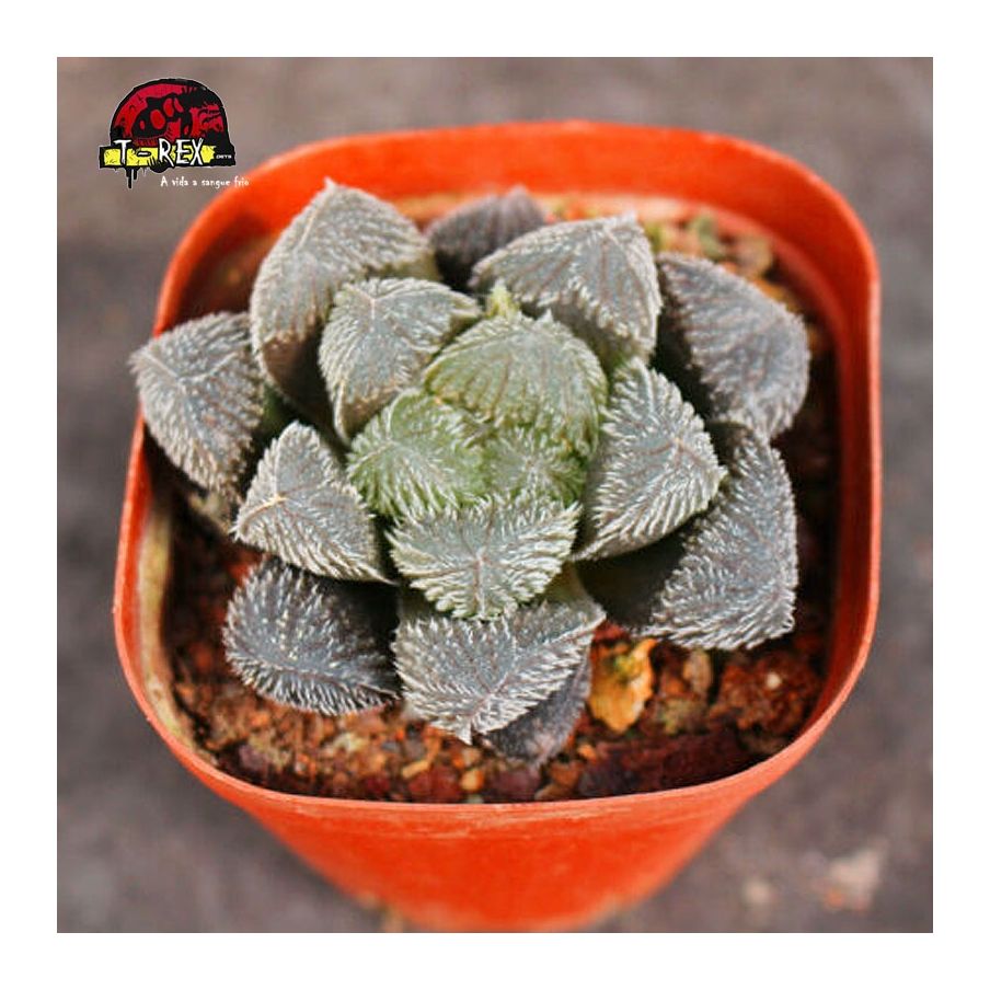 comprar muda de planta suculenta rara