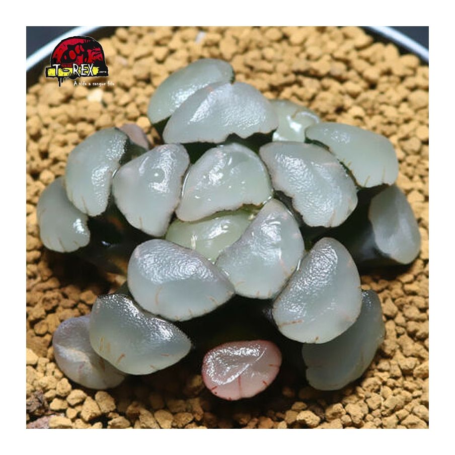 aonde comprar suculenta rara maughanii Roxo