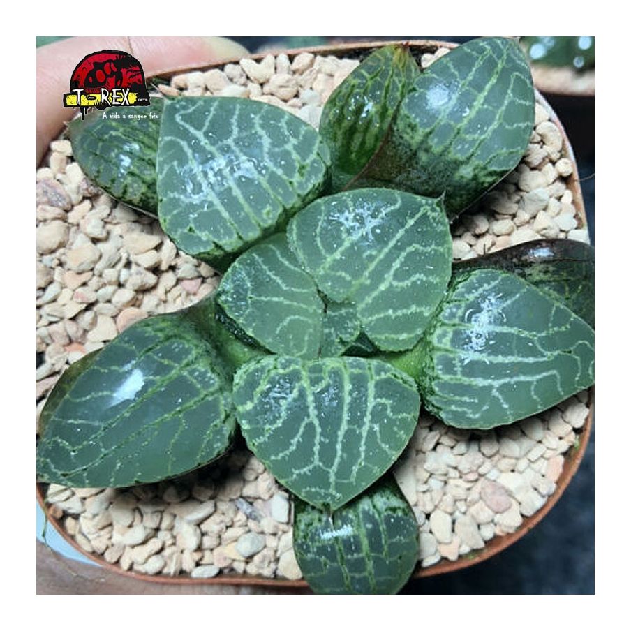 comprar suculenta raridade Haworthia Vidro