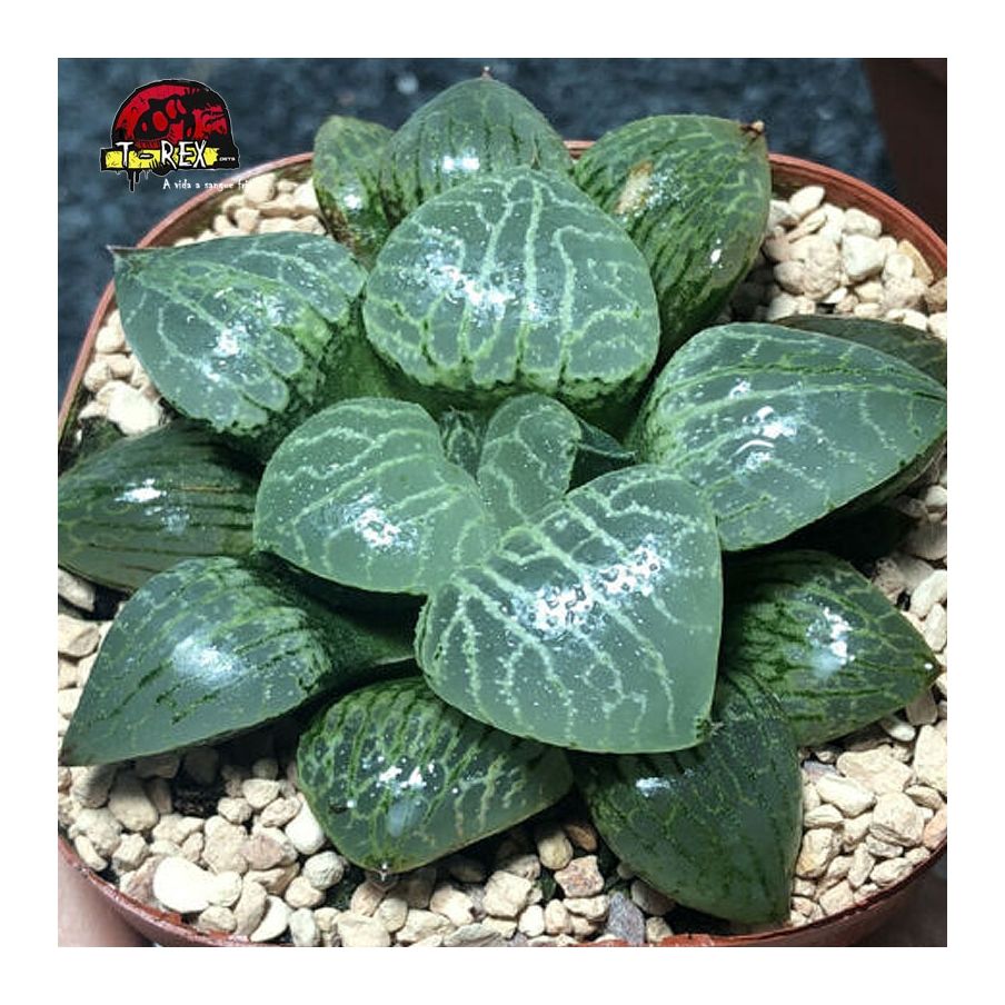 comprar suculenta rara Haworthia Vidro