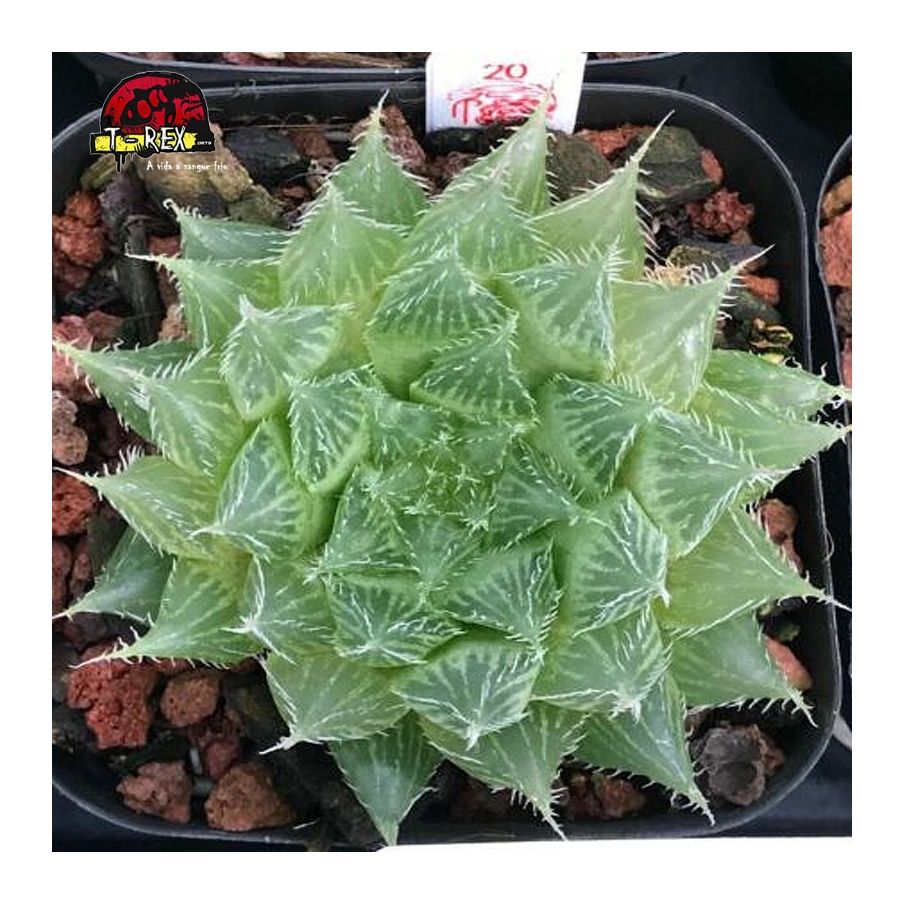 muda de suculenta rara Bolusii tdlod