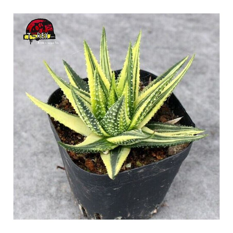 comprar muda suculenta margaritifera