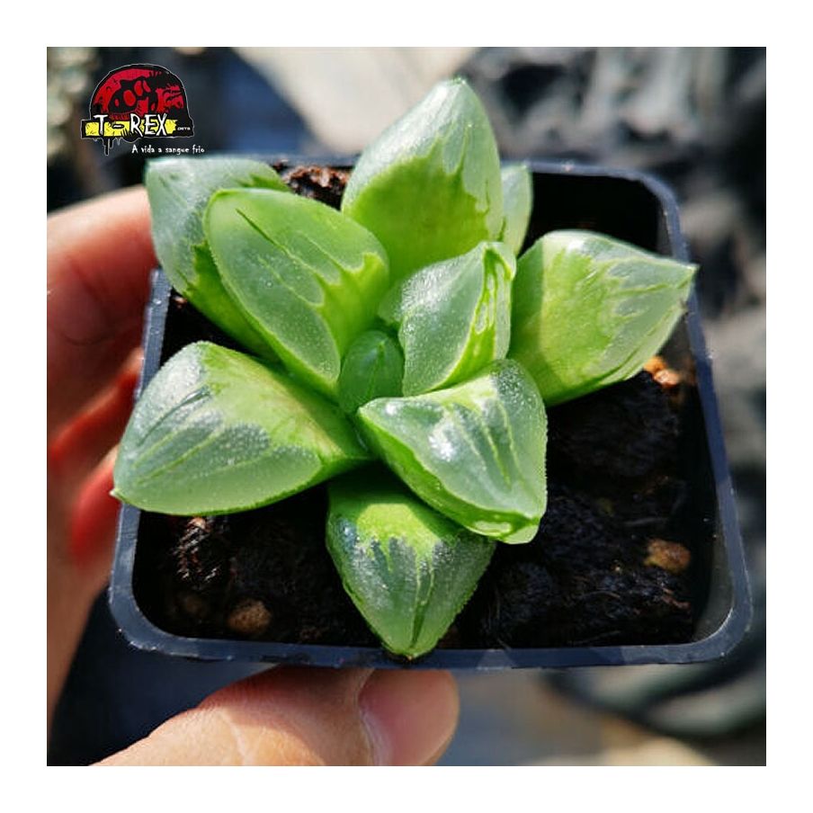 mudas de suculenta gelo city