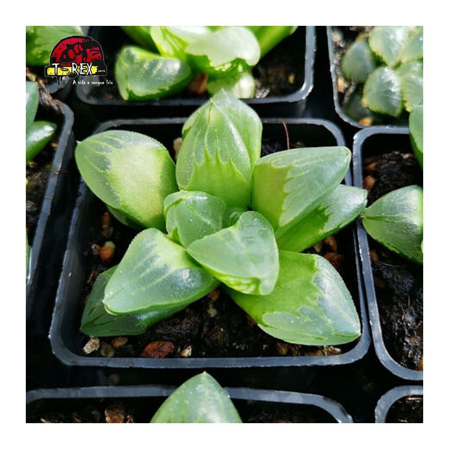 mudinhas de suculenta Gelo City