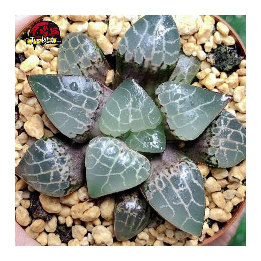 mudas de suculenta cristal rara