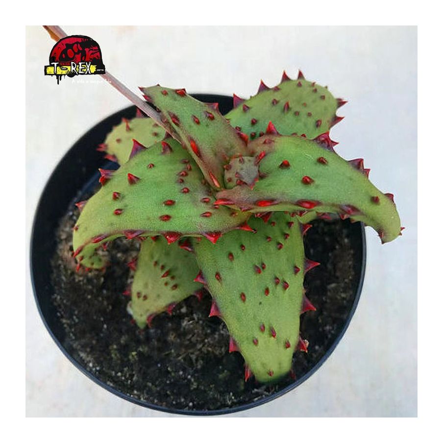 comprar muda suculenta Aloe castilloniae