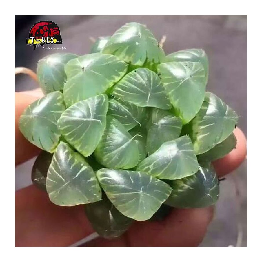 comprar muda de suculenta pilifera