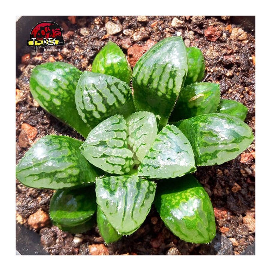 muda de suculenta rara splendens