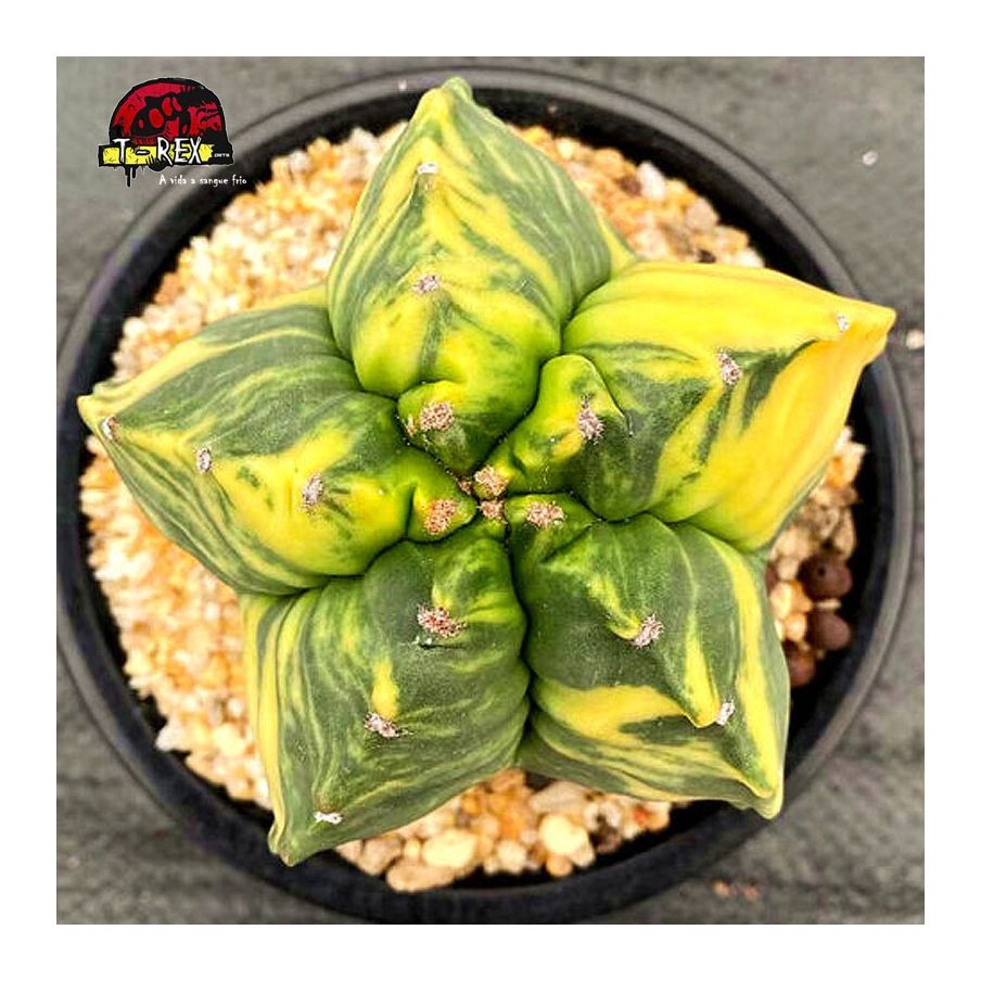 comprar cacto raro myriostigma