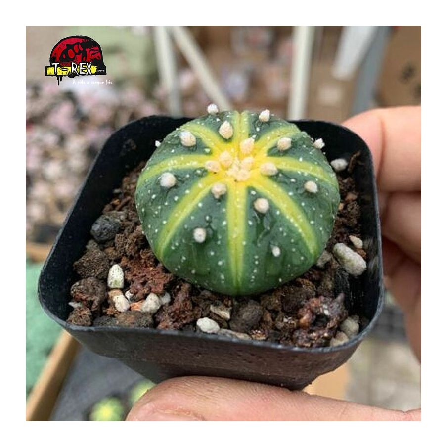 aonde comprar cacto asterias