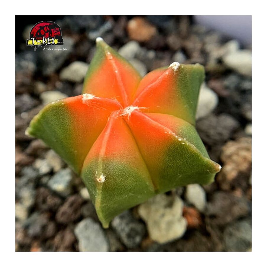 muda de cacto myriostigma