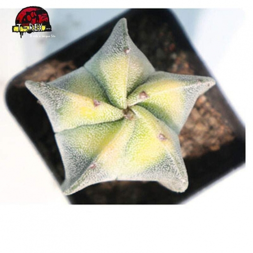 muda de suculenta myriostigma