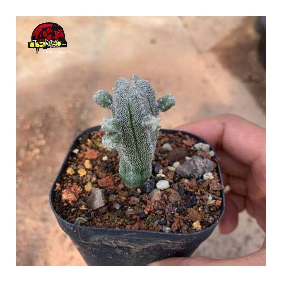aonde comprar cacto raro