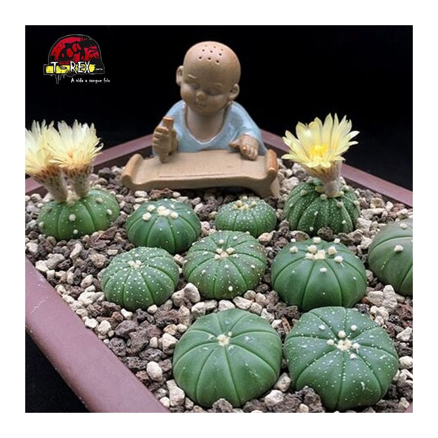 venda de cacto raridade