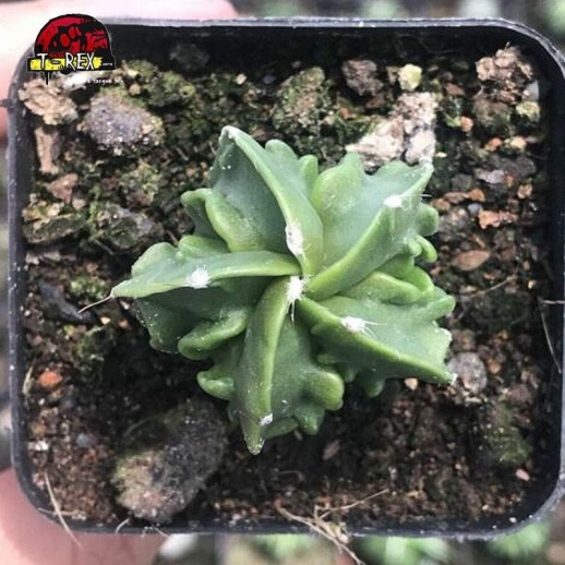 muda de cacto raro