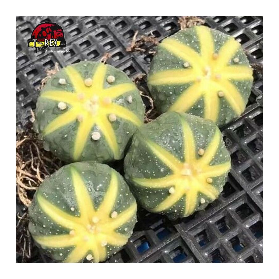 comprar cacto raridade