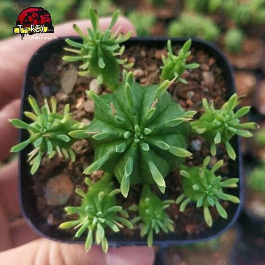 muda de suculenta