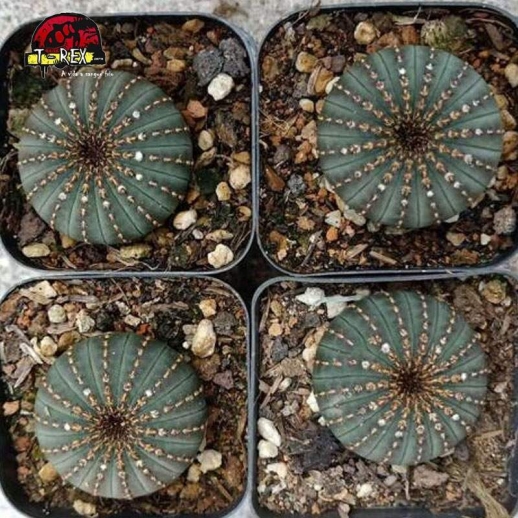 cactos para venda no brasil