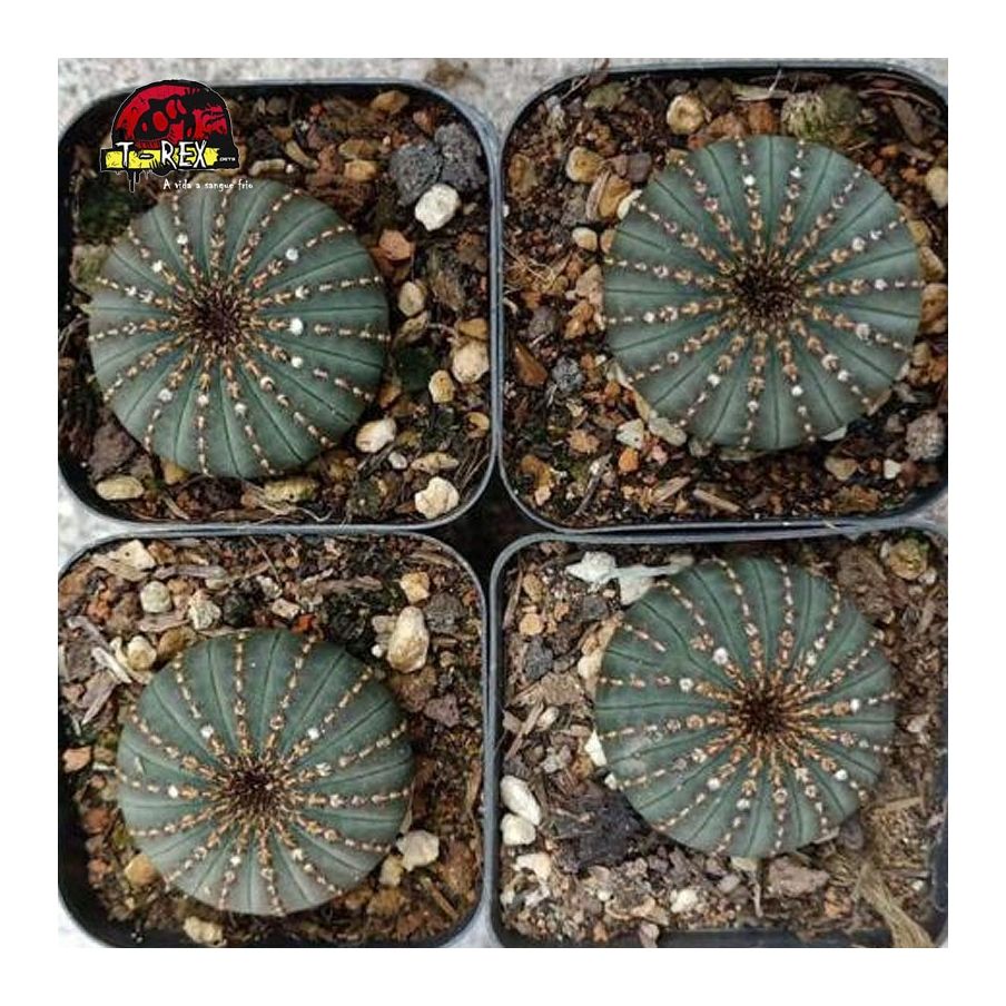 cactos para venda no brasil