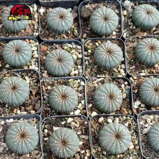 venda de cacto raro no brasil