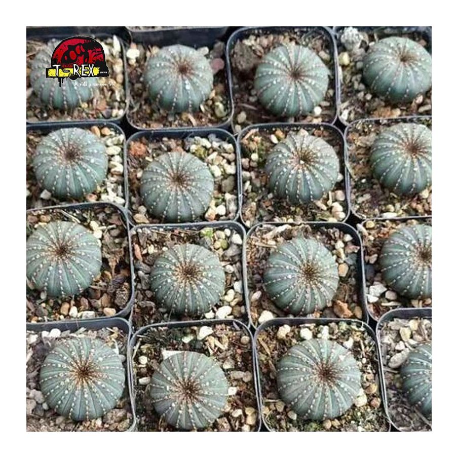 venda de cacto raro no brasil