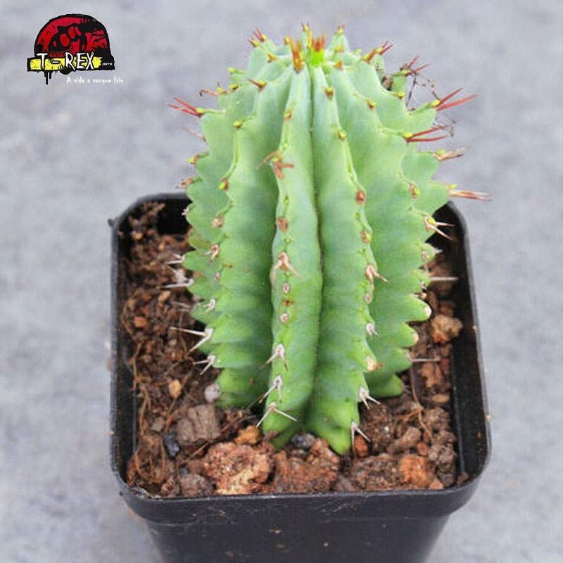 venda de cacto no brasil