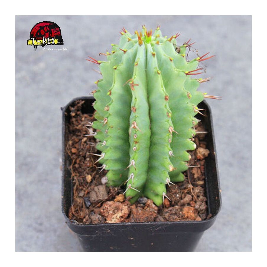 venda de cacto no brasil