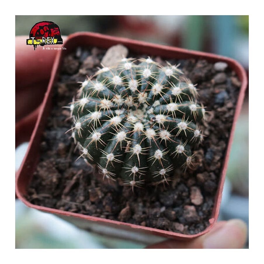 cacto para venda via internacional