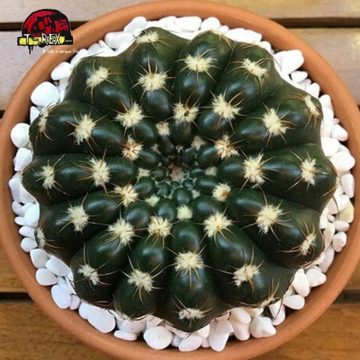 mudas de cacto na europa