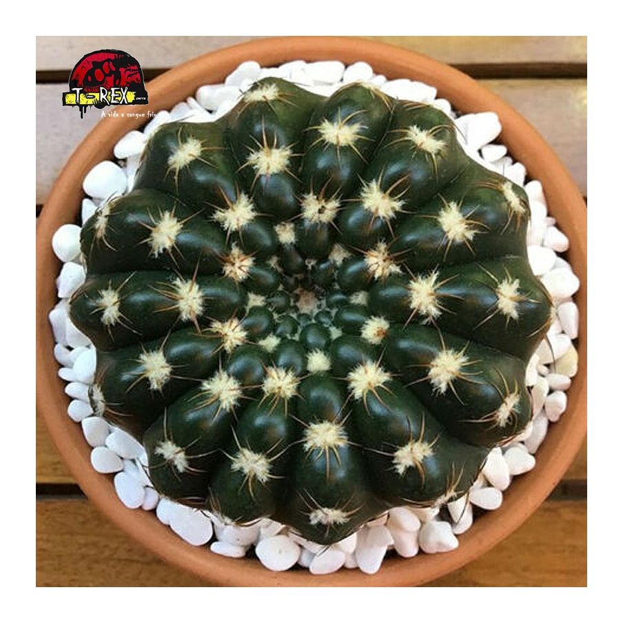 mudas de cacto na europa