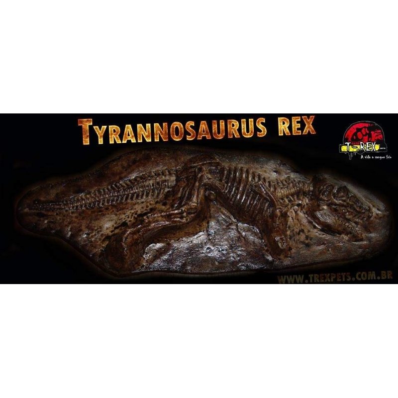 Fóssil Tyrannosaurus rex