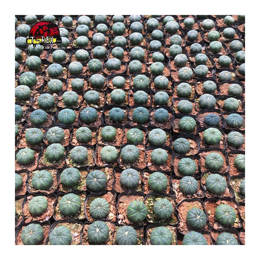 mudinhas de suculenta em londrina