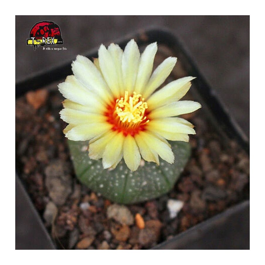 muda de suculenta rara