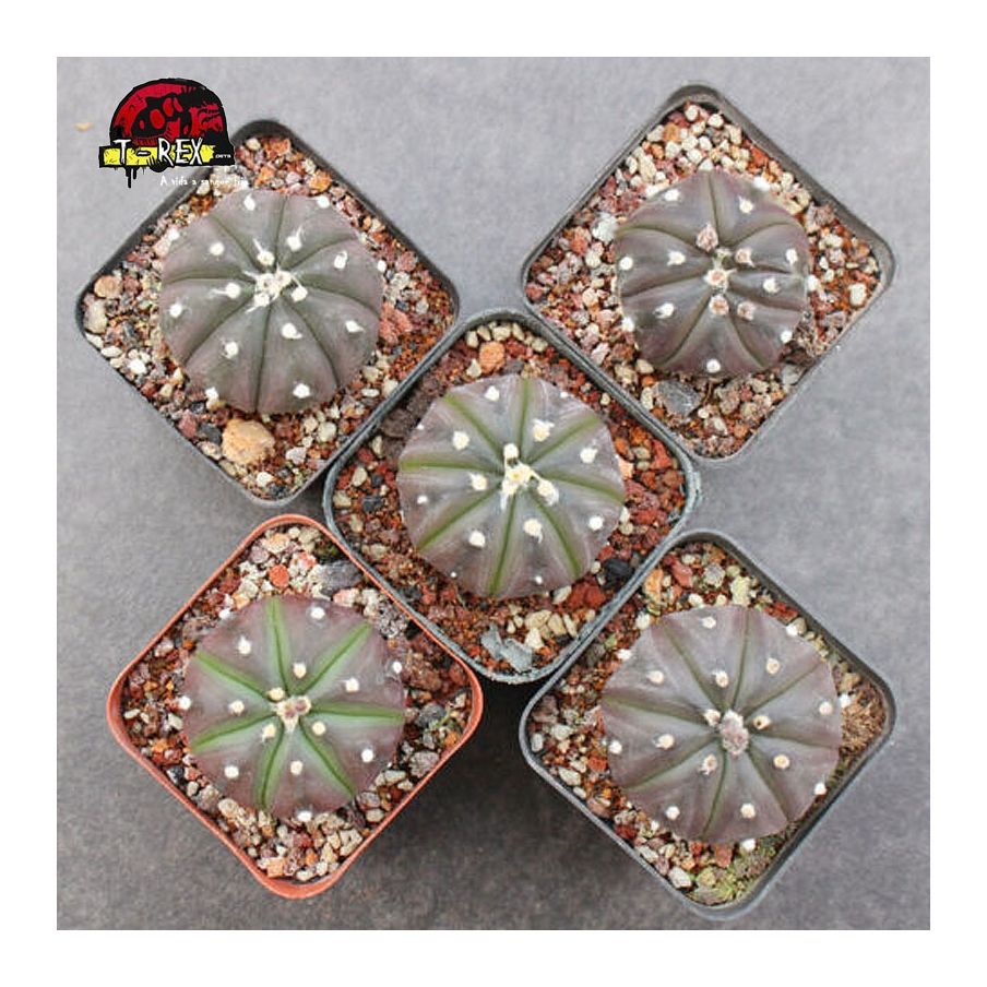 comprar suculenta no brasil Purple Raro