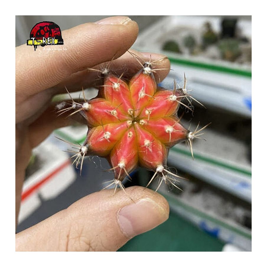 comprar suculenta gymnocalycium
