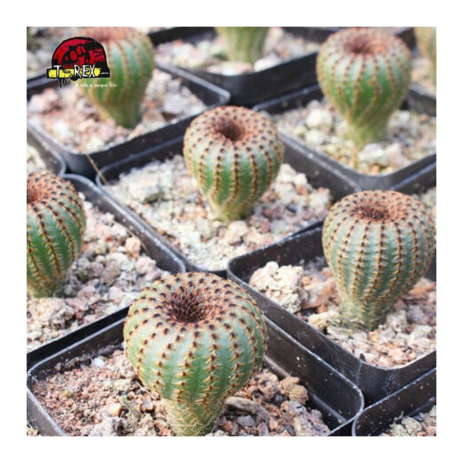mudinhas de cacto para venda