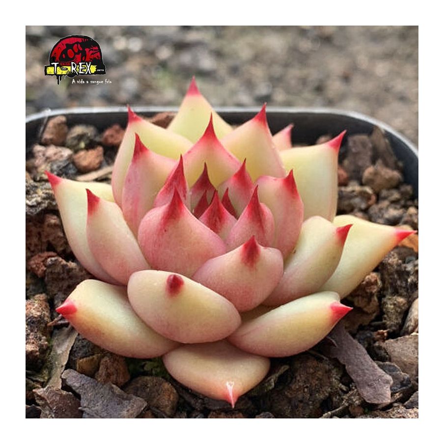 muda raro de suculenta