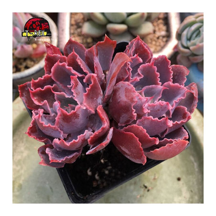 comprar suculenta em londrina