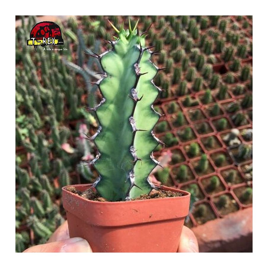 comprar cacto no ceara