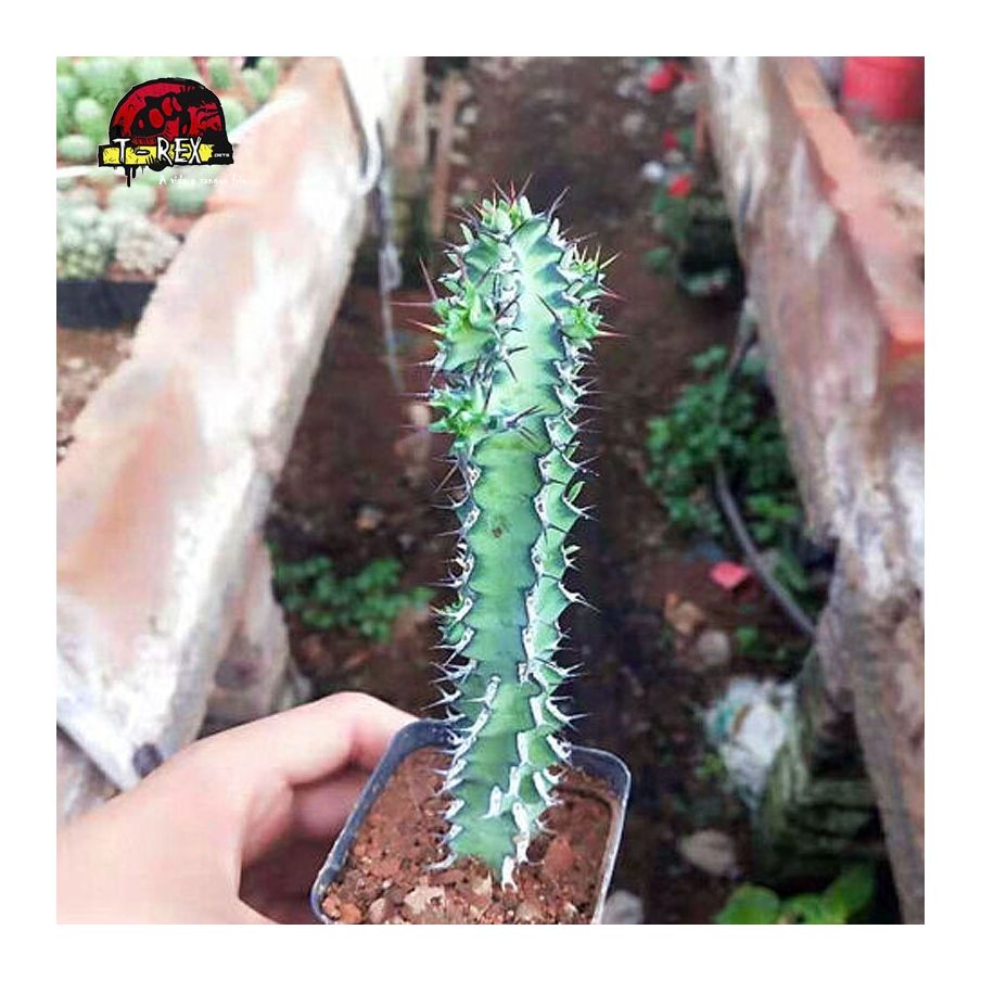 comprar cacto em curitiba