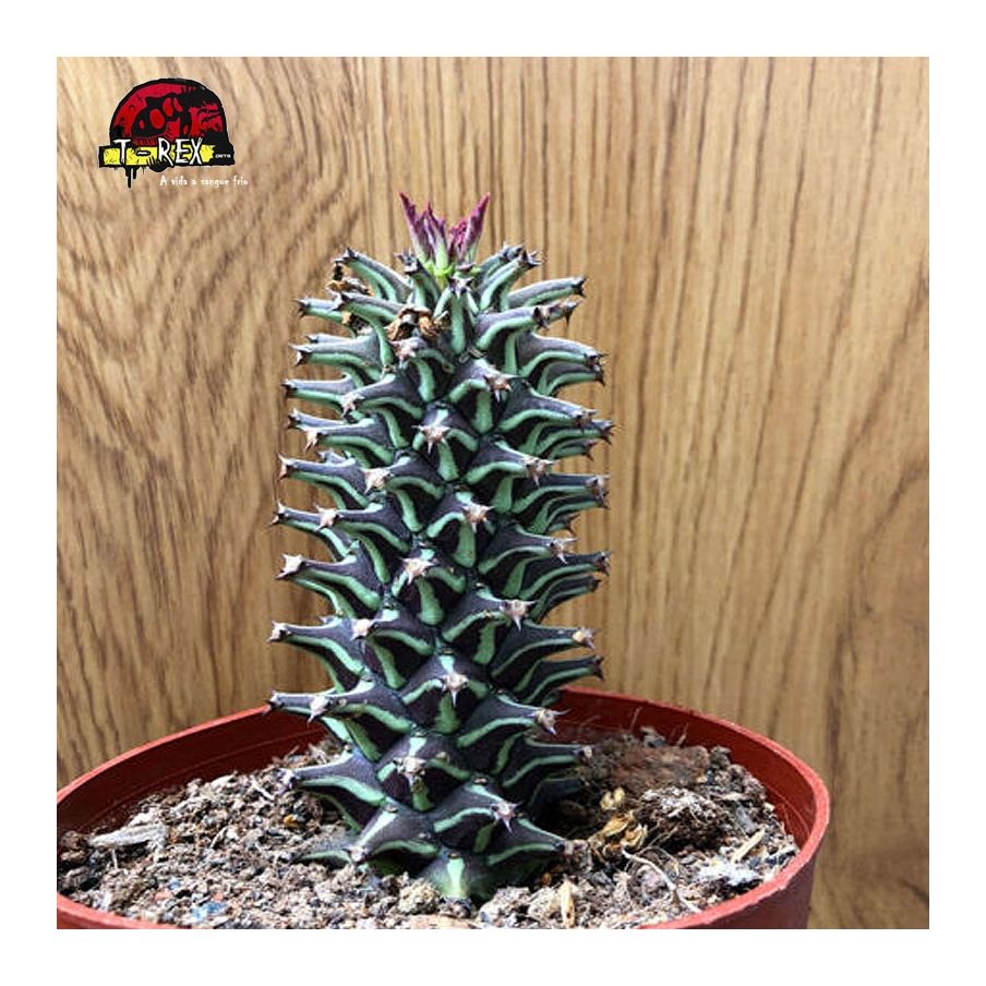 comprar suculenta em paraiba