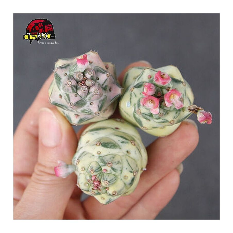 comprar cacto em manaus